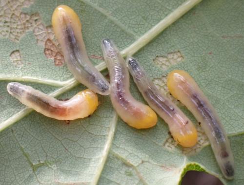 Caliroa sp.
